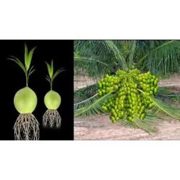 Healthy Coconut Plant